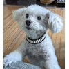 Beach Essintals Designer Dog Collar - Luxury Nautical Pet Necklace