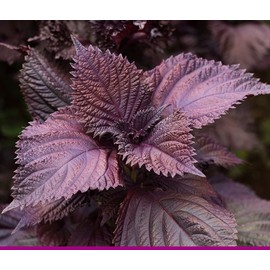 Organic Natural Pure Perilla Frutescens Extract Powder -10.58Ounce (300gram)