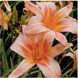 Pink Daylily - Bare Root Plant, Hardy Perennial for Zone 4, Delicate Pink Blooms, Low Maintenance, Ideal for Full Sun or Partial Shade, Perfect for Garden Borders & Landscapes