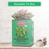 Brew La La Organic Green Tea - Moroccan Mint Flavor