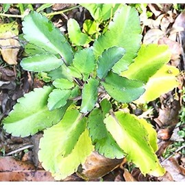 Linemarket Plant Fey Lougarou Amarpoi Kalanchoe pinnata Air Plant Bryophyllum Pinnatum Patharchatta, Small