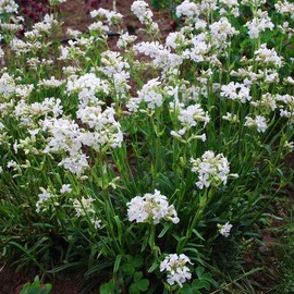 Outsidepride Snowstar Lychnis Seeds - 50000 Pcs Perennial Flower Seeds with Long Blooming Season & Attractive to Pollinators, Easy to Propagate for Borders, Containers, or Cottage Gardens