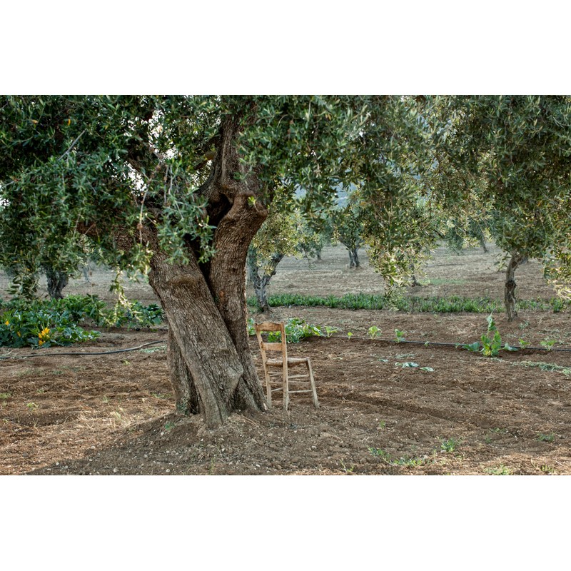 LIA Koroneiki Greek Extra Virgin Olive Oil, 500 ML