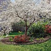 Generic The White Dogwood Tree, White Flowering, Charcoal Bark, Fruit