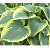 First Frost Hosta - Shade Plant 24" Tall