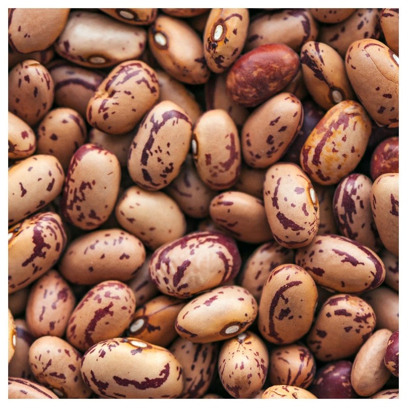 Everwilde Farms - 1 Lb Pinto Dry Bean Seeds -