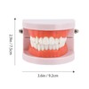 EXCEART Standard Teeth Model Dental Model Teeth Brushing Practice Typodonts