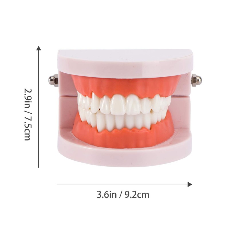 EXCEART Standard Teeth Model Dental Model Teeth Brushing Practice Typodonts