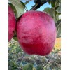 Santiam Red Giant Apple Tree on M7, bare root,3/8" 32