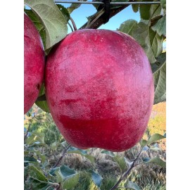 Santiam Red Giant Apple Tree on M7, bare root,3/8" 32 iches tall