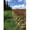 Half Acre In Town Farm WGF Sorghum Seeds for Planting
