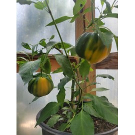 California Sunshine Bright Golden BELL PEPPER 25-Seeds Organically Grown Unique
