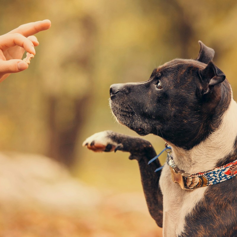 Exclusively Dog Cookies Best Buddy Bones Peanut Butter Flavor Training