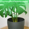 3 Sets Plant Stem Support Holder,Plants Climber Support Accessories,Climbing Vines