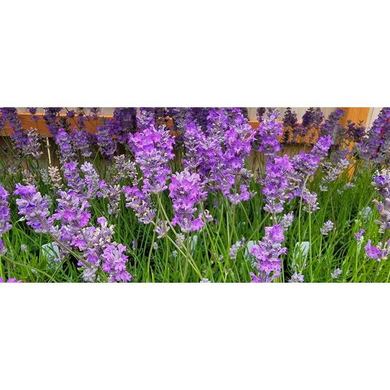 Findlavender Lavender Live Plant Royal Velvet Herb 3.5" Size Pot