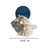 NessaStores - Pink Murex Phyllonotus erythrostomu Hermit Crab Sea Shell