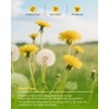 MQUPIN Dandelion Wolfberry Tea Bags 60g(5g x 12 Count), Chrysanthemum,