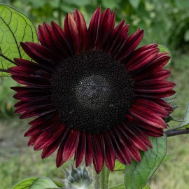 Southeast Seeds Chocolate Cherry Sunflower, , Beautiful Ornamental Sunflower, FREE SHIPPING - 75 Seeds