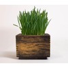 Cali Kiwi Organic Self-Watering Cat Grass Kit-Indoor Grass for Cats
