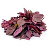 Mai's Family Red AMARANTH SEEDS (Rau Dền Đỏ) Non-GMO, Heirloom.