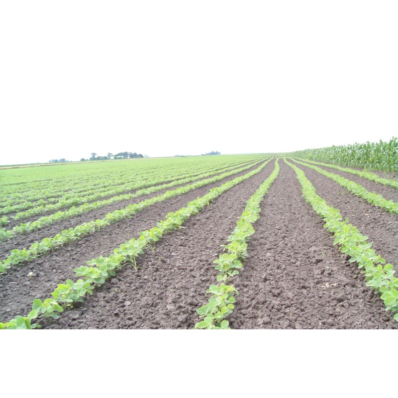 Organic Soybeans- nonGMO, 5 lbs., Farmer Direct, Identity Preseved, Dry