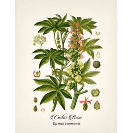 Vintage Deadly Botanical Poisonous Plant Floral Print Set Wall Art Prints Set of 6 (8.5x11)