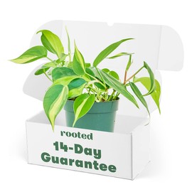 Philodendron Brasil - Philodendron Hederaceum | Live, Easy to Grow, and Beautiful Houseplant (4")