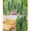 Esponja de Lufa Natural, 4 unidades Estropajo para Cuerpo, Esponja