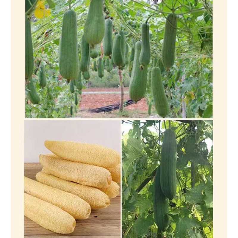 Esponja de Lufa Natural, 4 unidades Estropajo para Cuerpo, Esponja