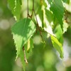 Birch Leaves Cut 250g 8.8 oz by Alpi Nature, Loose