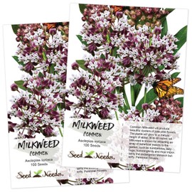 Seed Needs, Pink Common Milkweed Seeds for Planting (Asclepias syriaca) Twin Pack of 100 Seeds Each - Heirloom, Untreated & Open Pollinated, Attracts Monarchs