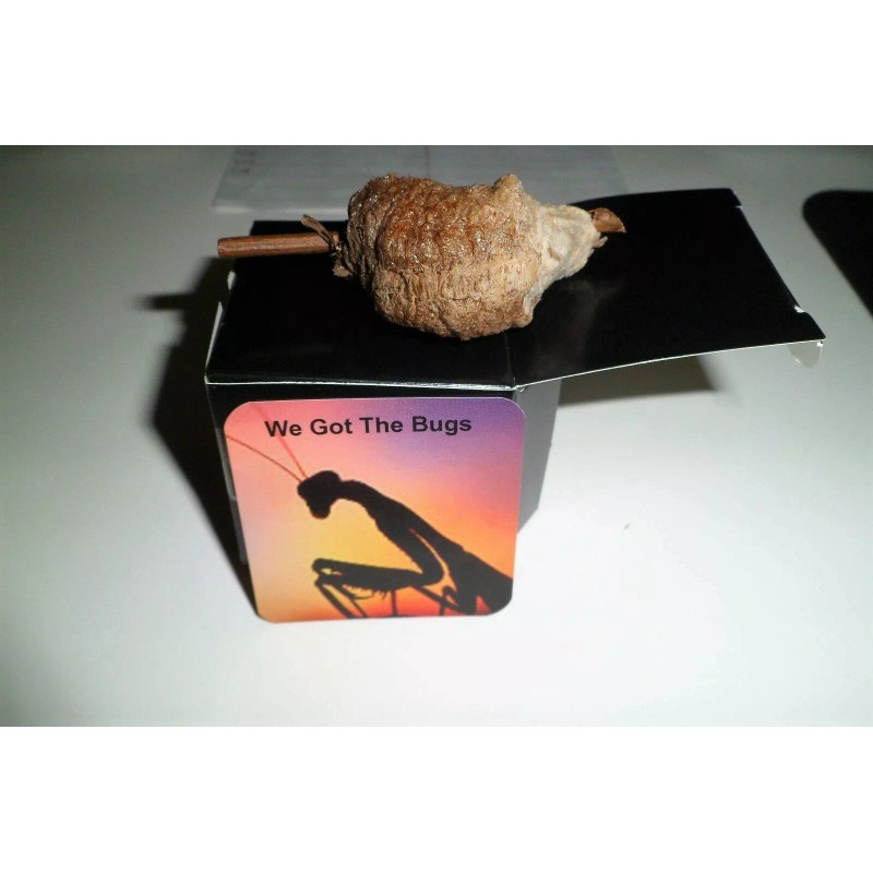 One Praying Mantis Egg Cases + FREE HATCHING BAG 2025