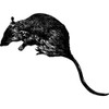 A7 'Rat' Unmounted Rubber Stamp (RS00000005)