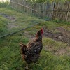 LXGKREL Bird Protection Net Chicken Net Garden Net Poultry Net