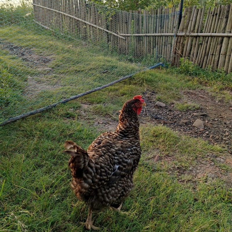 LXGKREL Bird Protection Net Chicken Net Garden Net Poultry Net