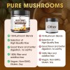 B Beworths Mushroom Coffee Blend – 10+ Mushrooms with MCT