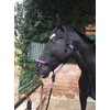 Knot Halter with Rope for Horses - Padded Nose and