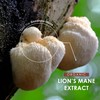 Organic Lions Mane Supplement Extract Powder 100g – 50% Polysaccharides