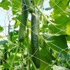 QWORK® Jute Support Netting, 1x5m Plant Climbing Netting with 10M