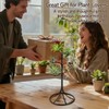 Air Plant Holder Iron Tree Stand Metal Air Plant Display