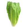 ONeill Seeds 5,000 Parris Island Romaine Seeds- Bulk Seed - Heirloom Non-GMO Lettuce Seeds
