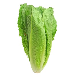 ONeill Seeds 5,000 Parris Island Romaine Seeds- Bulk Seed - Heirloom Non-GMO Lettuce Seeds