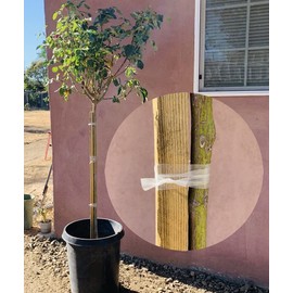 Clear Plant Tie Tape - 300 Ft per Roll - Gentle Plant Support - Pack of 2 Rolls - Garden Stretch - Translucent