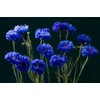 Blue Cornflower 300 Seeds for Planting Bachelor’s Buttons Boutonniere Flower