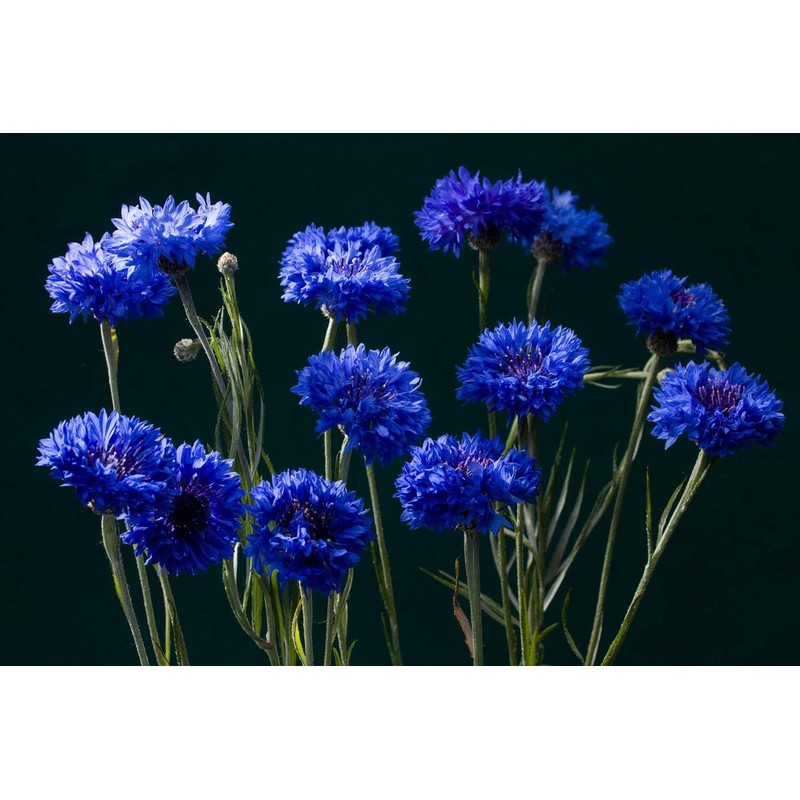 Blue Cornflower 300 Seeds for Planting Bachelor’s Buttons Boutonniere Flower