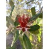 Home-Growth Feijoa Sellowiana, Pineapple Guava - 1 Pound Fresh Fruits