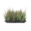 Hetzi Juniper - 10 Live Plants - Juniperus Chinensis -
