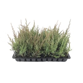 Hetzi Juniper - 10 Live Plants - Juniperus Chinensis - Evergreen Privacy Barrier