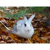 Calvendo Rabbit in Autumn Leaves