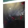 Fish Culling Tag System for Bass and Walleye - Boat